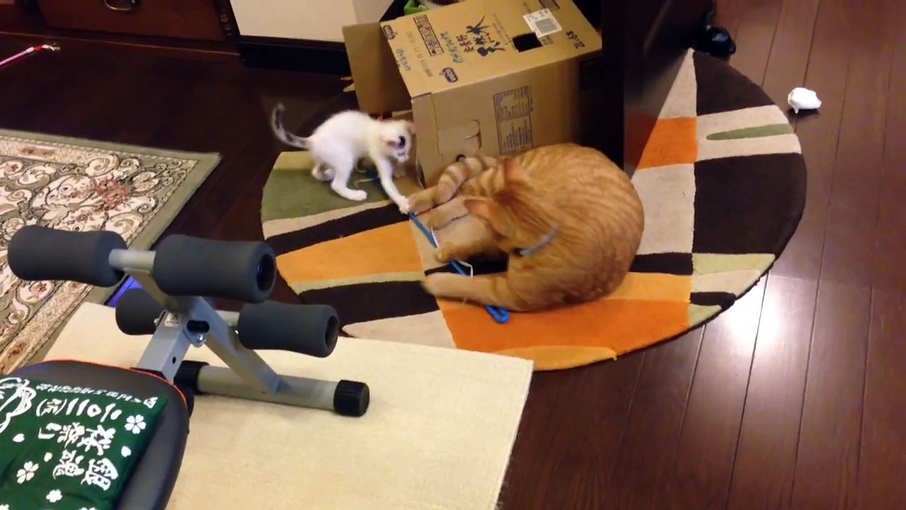 Ce petit chaton montre à son grand frère qui est le patron !