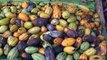 Côte d'Ivoire/Cacao: un bonus de 225 milliards pour les producteurs