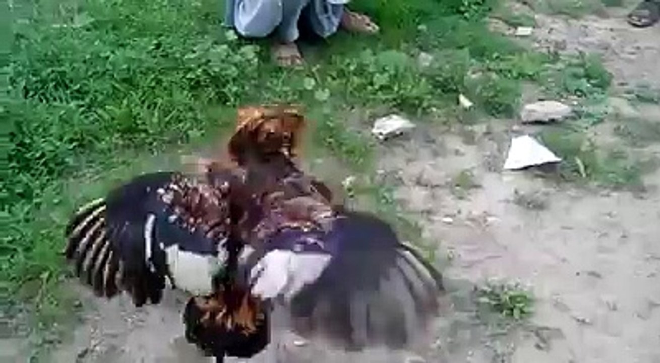 cock vs cock good fight