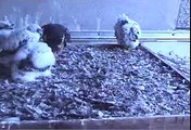 4/26/12 6:40 am: end of breakfast; SCPBRG Falcons: SF PG&E peregrines