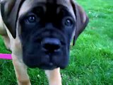 Rooney the Bull Mastiff puppy getting chased