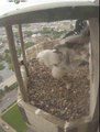 Lincoln Nebraska Falcon Chick June 4 2015