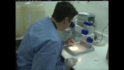 Rio de Janeiro registra quase 500 casos de febre chikungunya