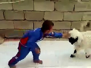 little boy fight with sheep