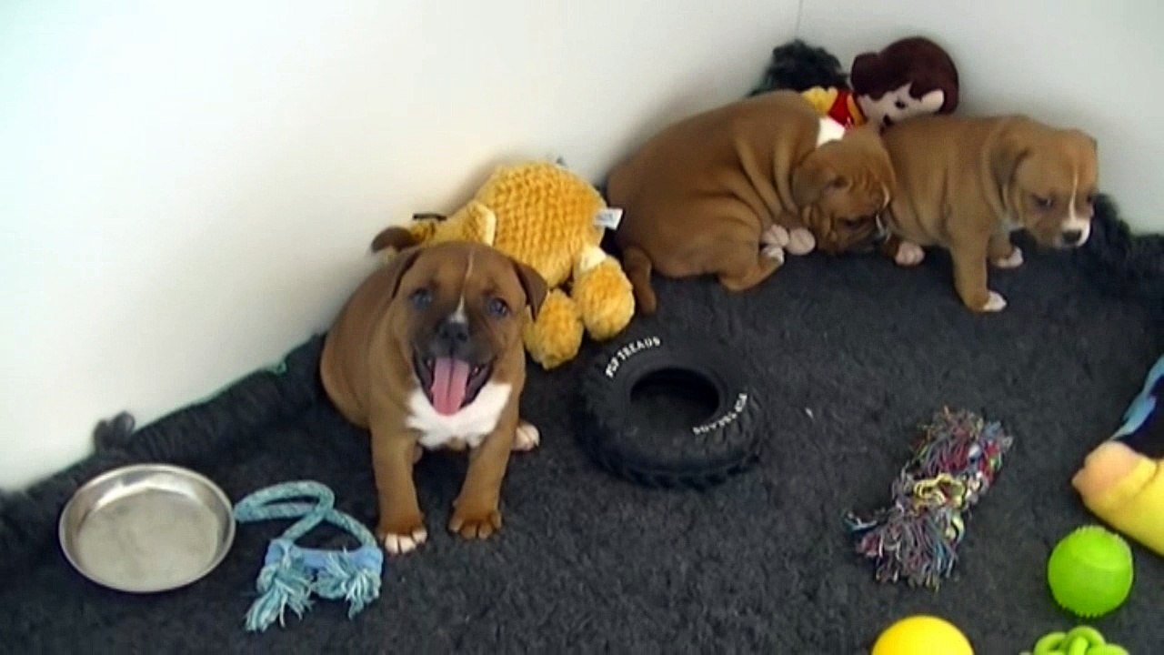 43ème vidéo Les chiots STAFFORDSHIRE BULL TERRIER de STAFFORDLAND