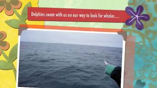 Whale Watching Trip in San Francisco