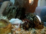 Ball Python Feeding.