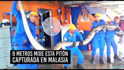 Encuentras la serpiente más larga del mundo