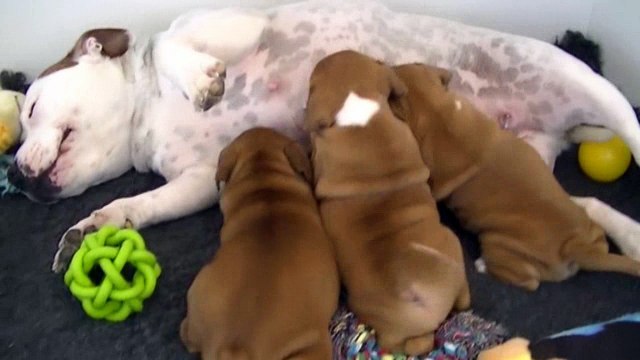 44ème vidéo Les chiots staffies avec leur maman de STAFFORDLAND