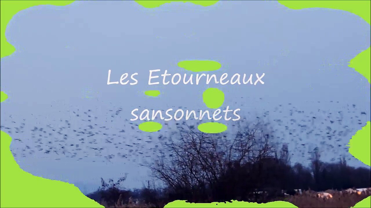 Etourneaux sansonnets