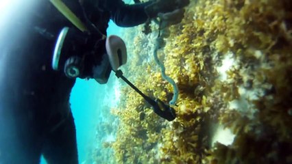 세부 임페리얼 펠리스앞 스쿠버 다이빙 PART.3(Philippines Sebu ScubaDiving)