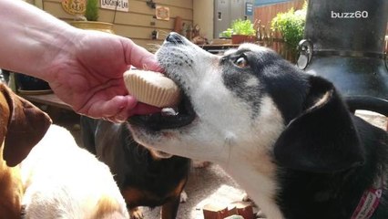 Seattle's Food Truck for Fido Has Customers Barking For More