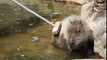 カピバラが立ち上がる　Rises capybara