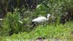 ibis foraging taylor lake park 201305-0701
