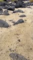 Crabe violoniste - îles Galapagos