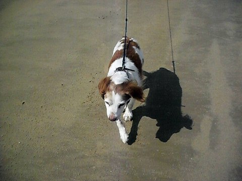 Jogging sur la plage