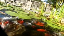 Another attempt for underwater filming on the koi feeding