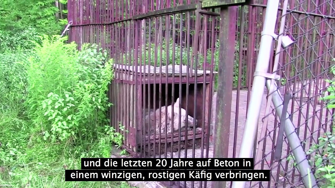 Die Bärendame Fifi
