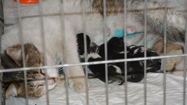 Doğum sancısı tutan kedi sağlık merkezine gitti