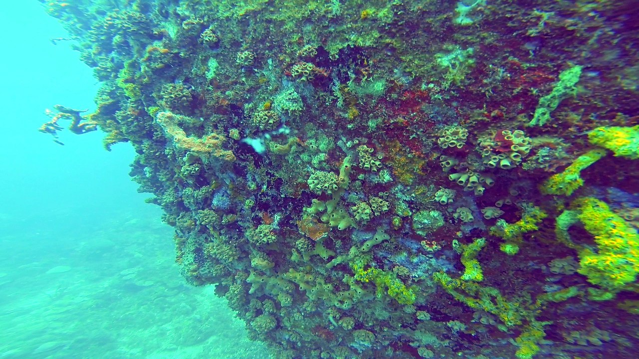 Grenada Dive - 2014-04