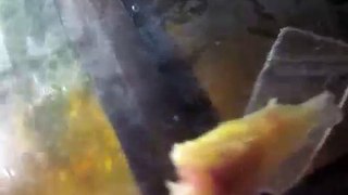 Headless corydoras after puffer feeding (ROVFISK.SE - Monster fish keeping swedish style)