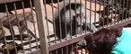 Monkey Surprises Nursery Visitor by Pulling Her Hair