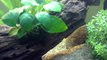 apistogramma cacatuoides.kakadu buntbarsch,hd,fisch tank,planted aquarium,bitkili akvaryum,akvaryum.