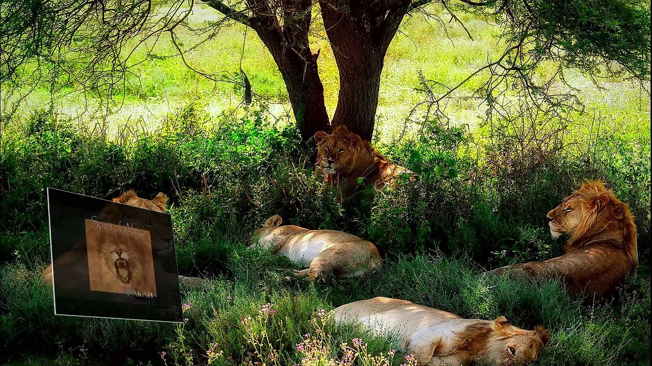 Paolo Castelluccia aka Parish - Colors Of Africa