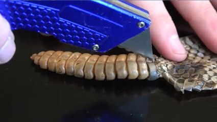 What's inside a Rattlesnake Rattle?