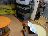 kogeta the cat and a box:コゲタ猫と箱とトンボさんはともだち