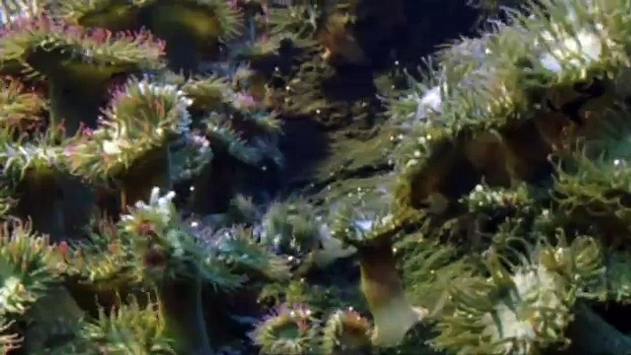 Triumph of Life (4) Winning Teams