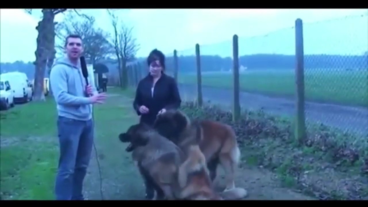 Funny Animals