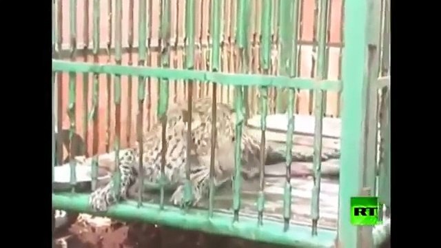 Animal Attacks On Humans Most Shocking Attacks Caught On Tape YouTube 2016 YouTube