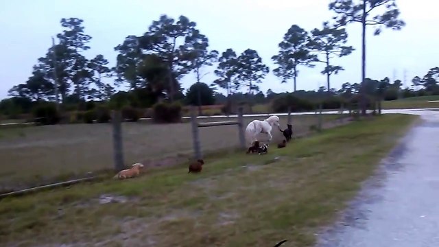 Cette meute de teckels qui galope aux côtés d'un cheval miniature!