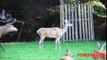 Deer mating Females Deers Jumping trying to mate like humans Funny