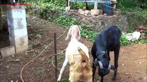 Goat mating