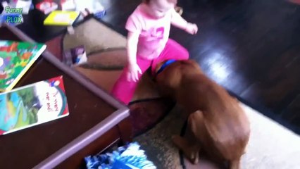 Funny Babies Annoying Cats and Dogs Compilation 2016-01