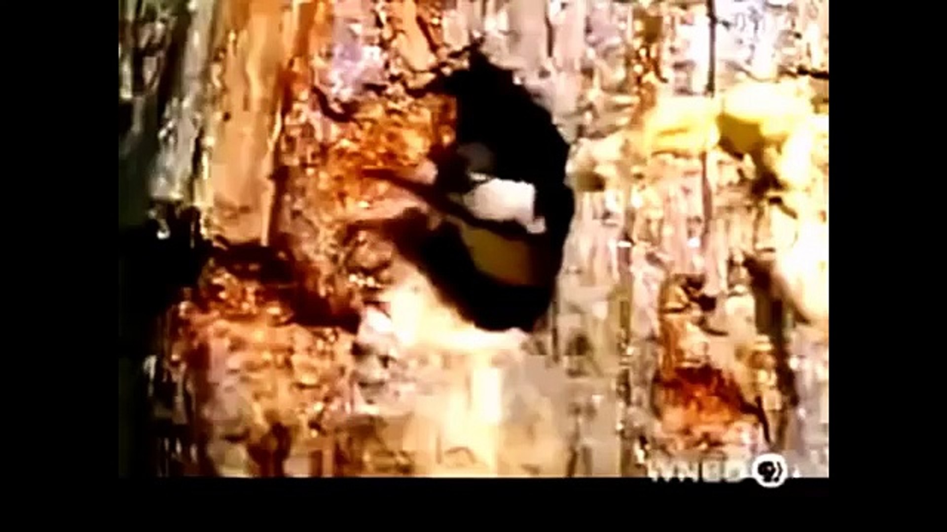 ⁣Snake Attacks Crocodile FULL Documentary Animal Planet 2015 National Geographic Animals