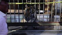 Nacen tigres bengala en circo mexicano atrapado en Nicaragua