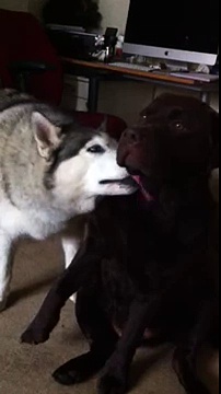 Husky cleans Labrador