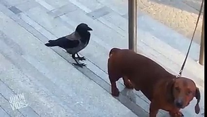 crow disturbing dog hahaha so funny video