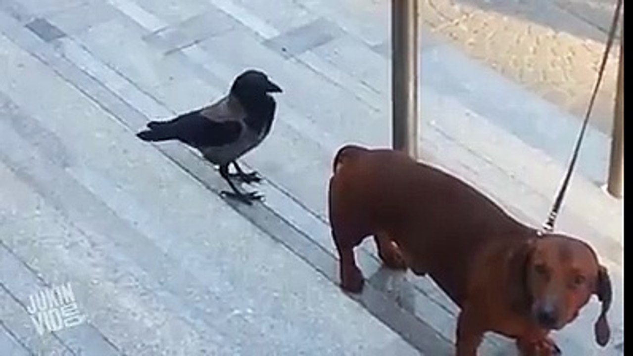 crow disturbing dog hahaha so funny video