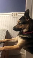 Ладушки-ладушки. Смешные приколы собаки кошки