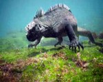 Un iguane d'une taille anormalement grande découvert dans les eaux des Galapagos