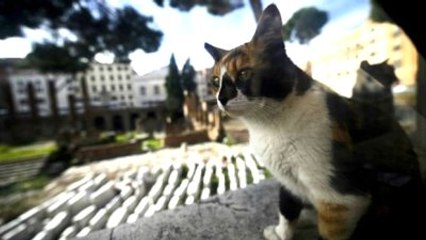 Roma'nın Fare Sorununa 500 Bin İthal Kediyle Çözüm Vaadi