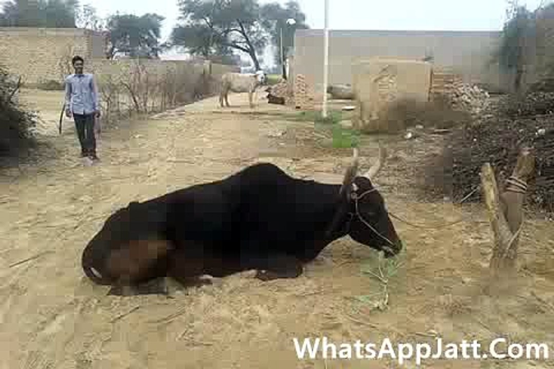 Ah Kehra Stunt Krta Boy Nay