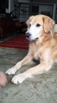 Pinot the golden retriever doing hard tricks