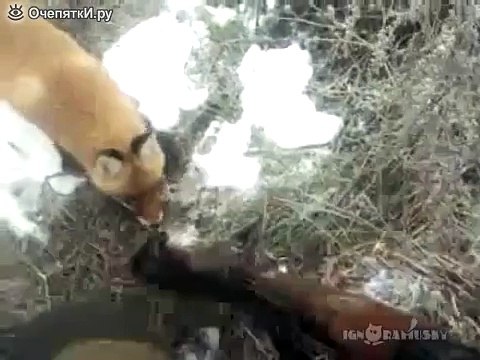 Зачем лисе ружьё