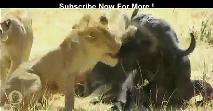 قتال طاحن رهيب لأشرس الحيوانات - Most Amazing Animal Bloody Fight Python Attacks Vs Lion, Alligator