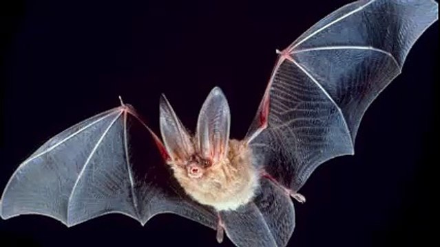 Animal Capture Wildlife Control | Bat Removal Los Angeles
